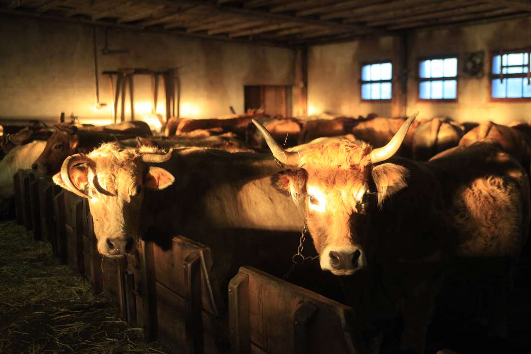 Aubrac Aubrac